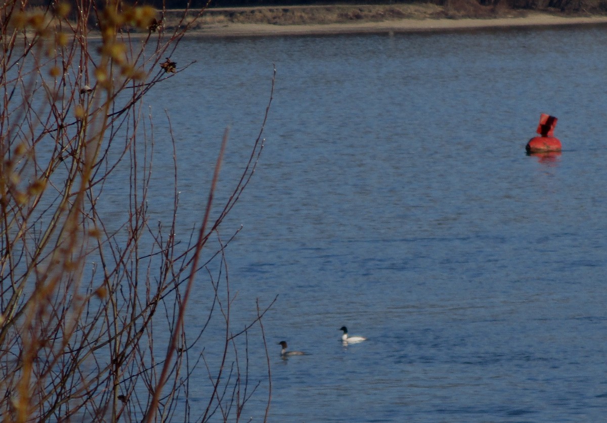 Common Merganser - ML425695451