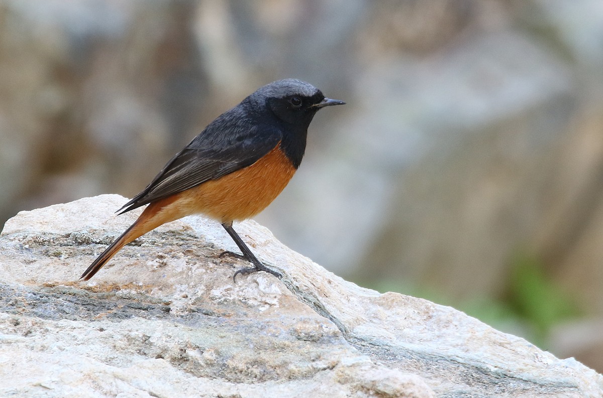 Black Redstart - ML425695691