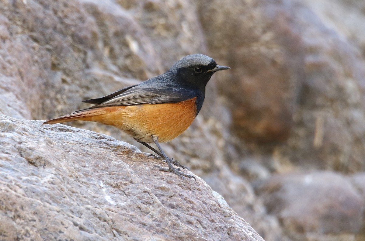 Black Redstart - ML425695711