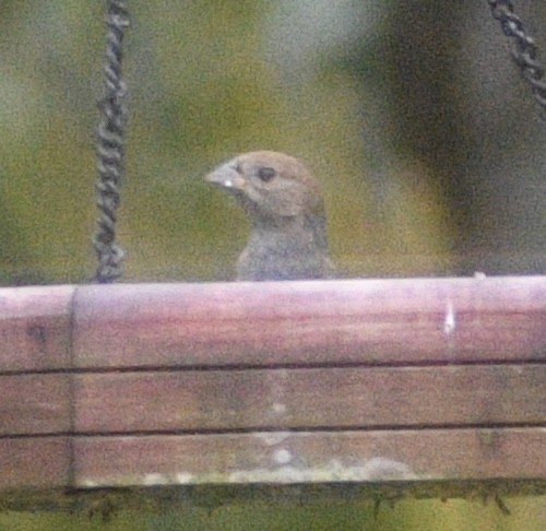 Indigo Bunting - ML425695751