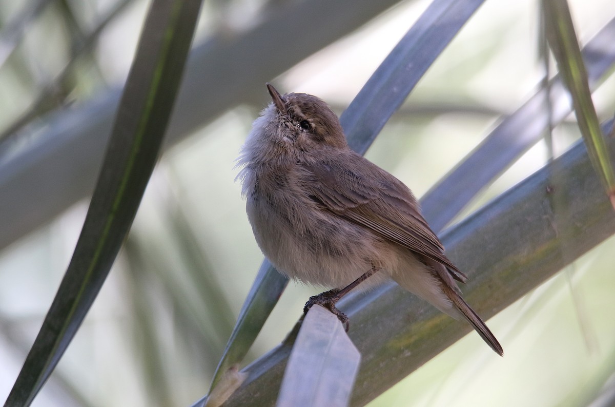 Plain Leaf Warbler - ML425695771