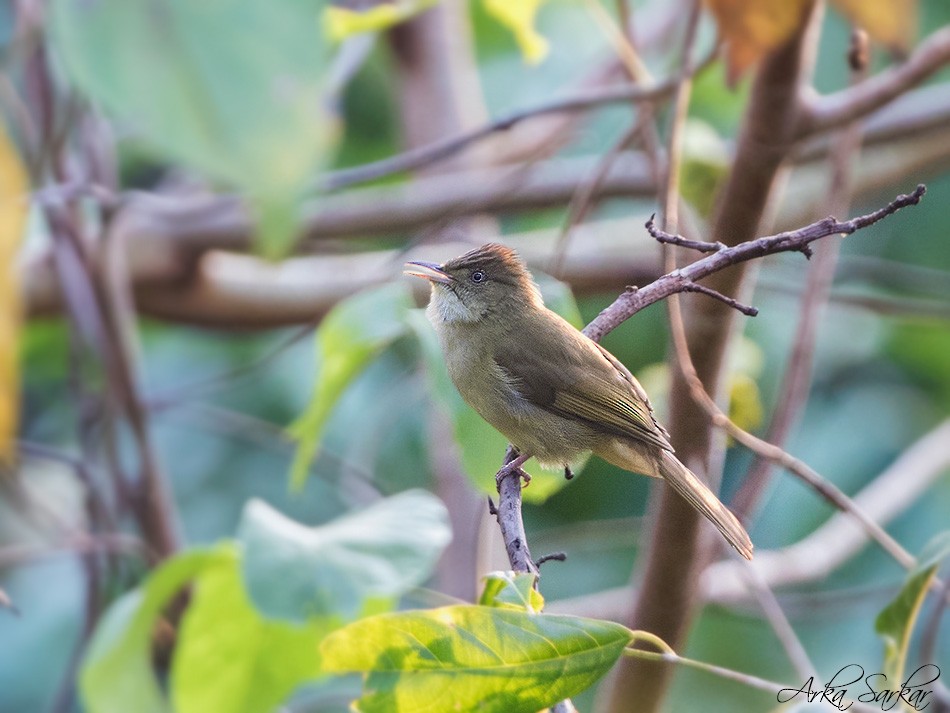 Gray-eyed Bulbul - ML425696331