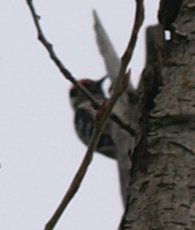 Lesser Spotted Woodpecker - ML425697141