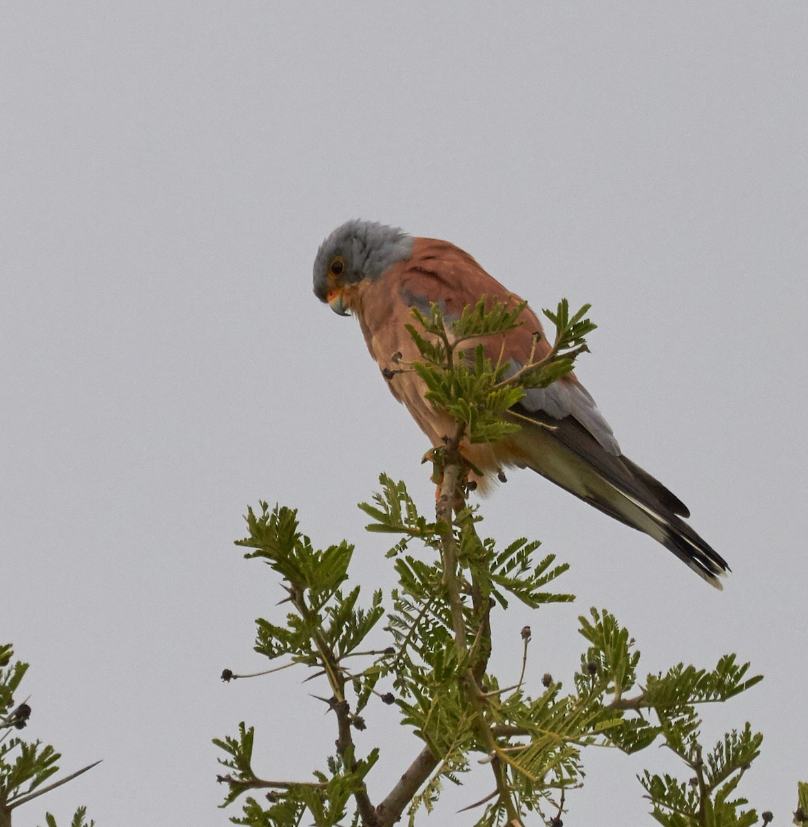 Lesser Kestrel - ML42569791