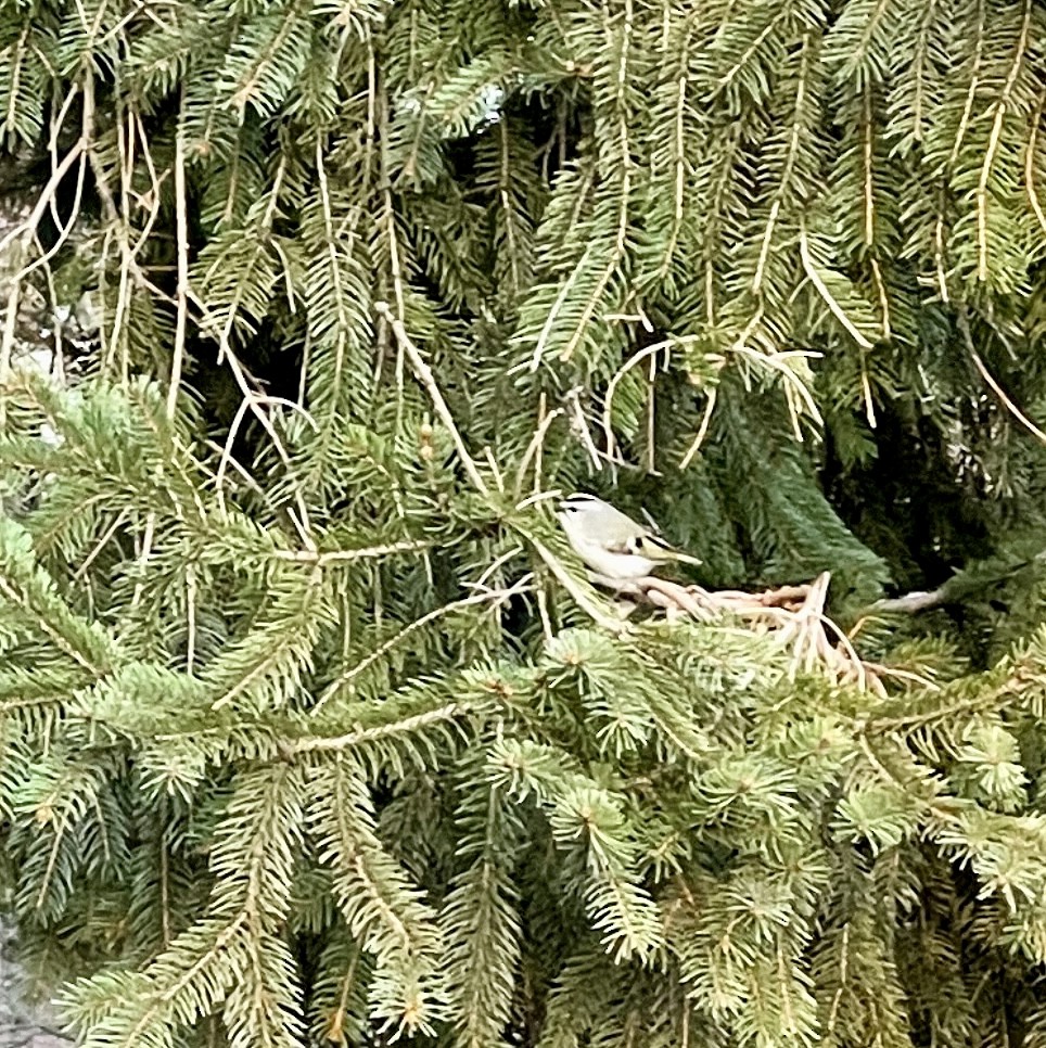 Golden-crowned Kinglet - ML425698321