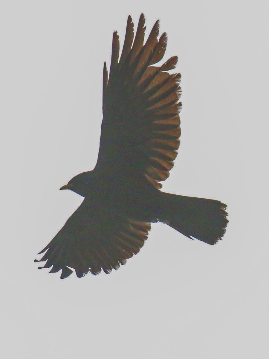 Yellow-billed Chough - ML425698571