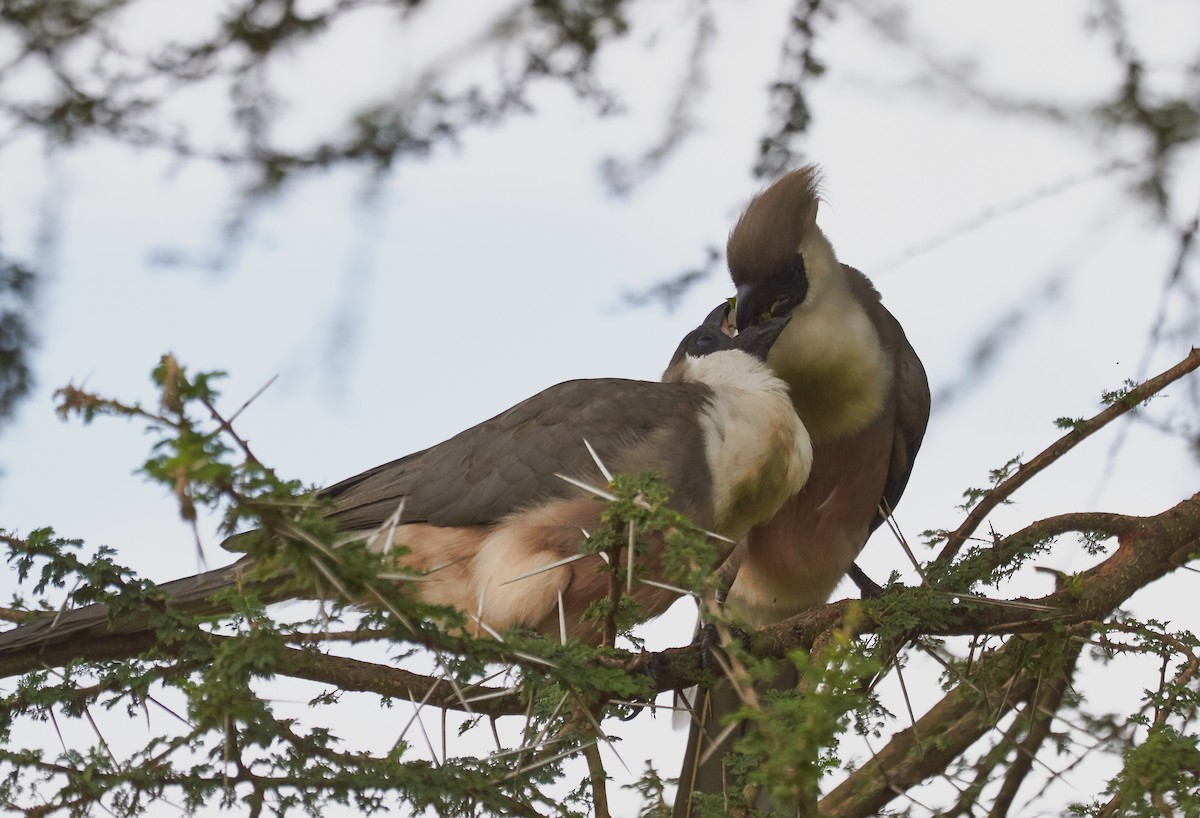 Bare-faced Go-away-bird - ML42570041