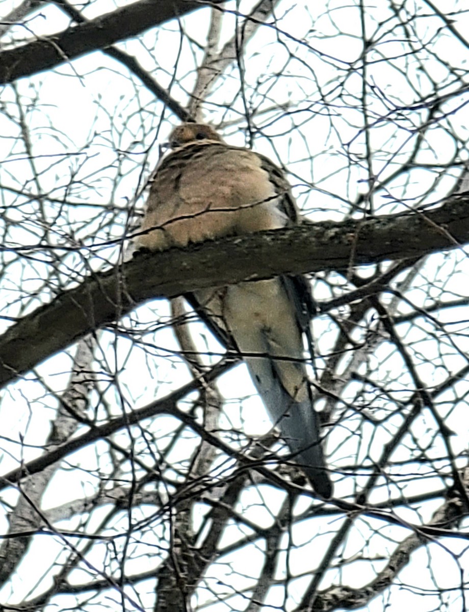 Mourning Dove - ML425700681