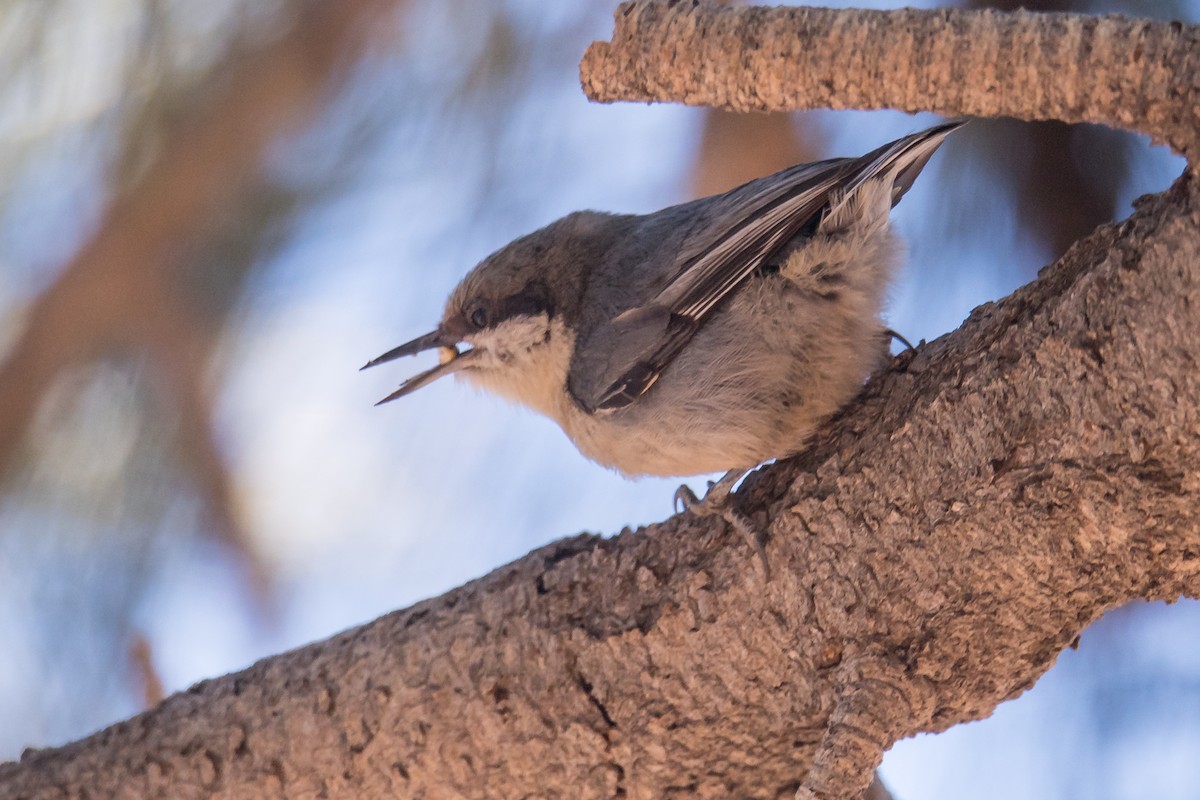 Pygmy Nuthatch - ML425701001