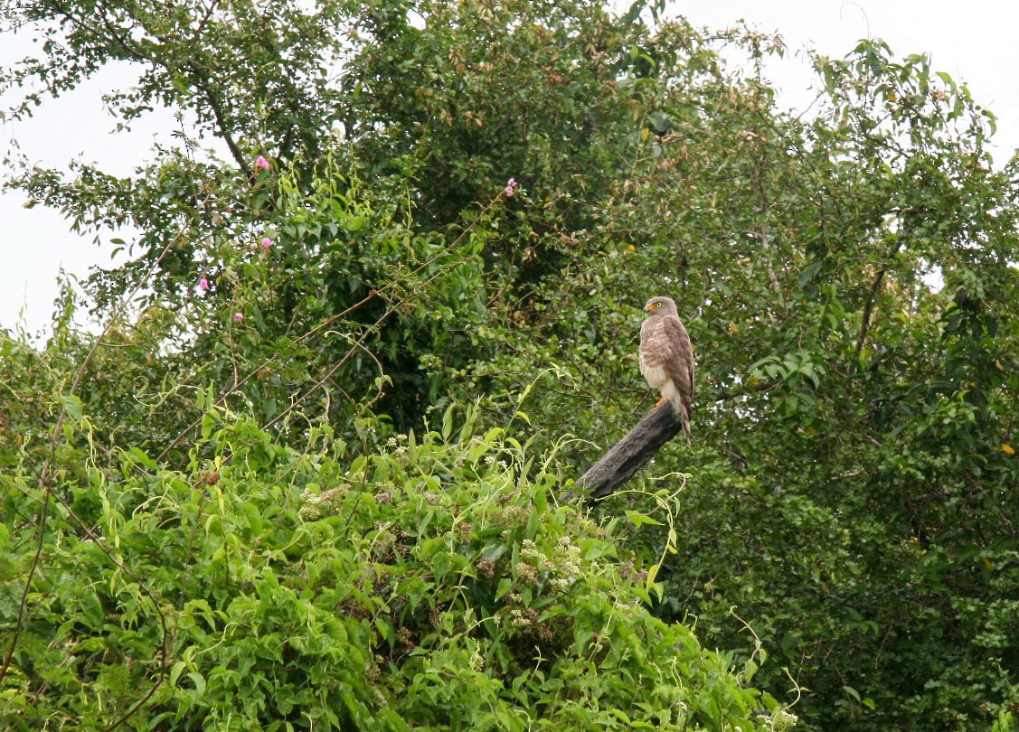 Roadside Hawk - ML425701101