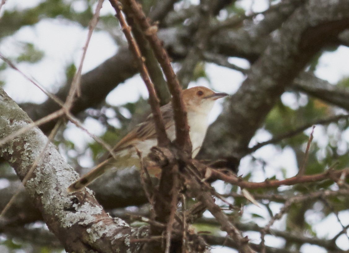 Rattling Cisticola - ML42570121