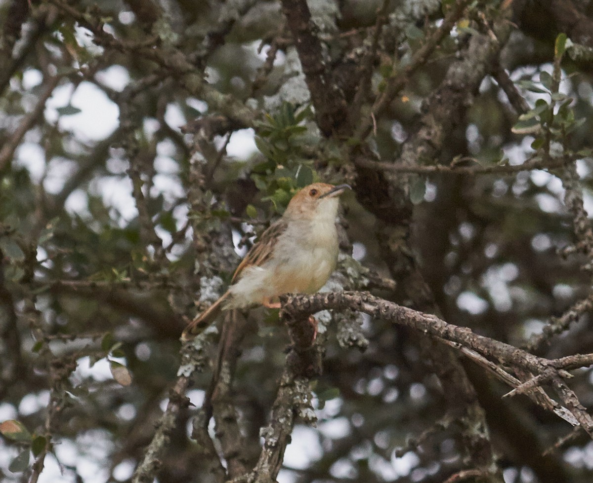 Rattling Cisticola - ML42570131