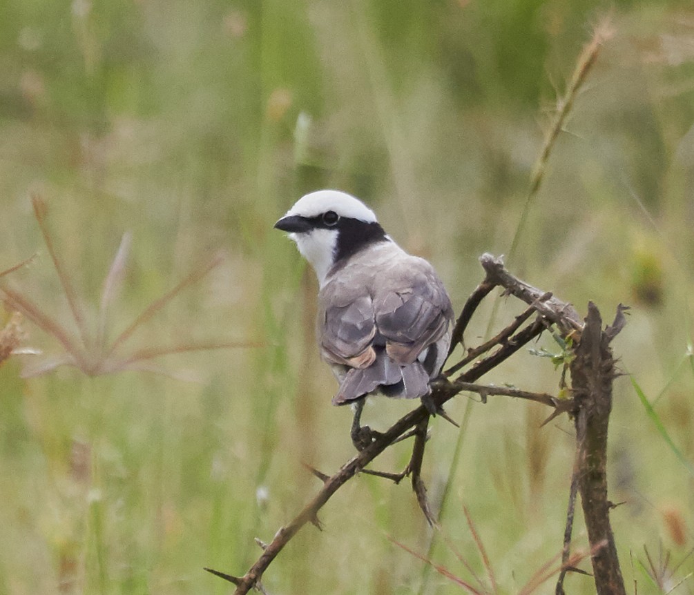 White-rumped Shrike - Brooke Miller