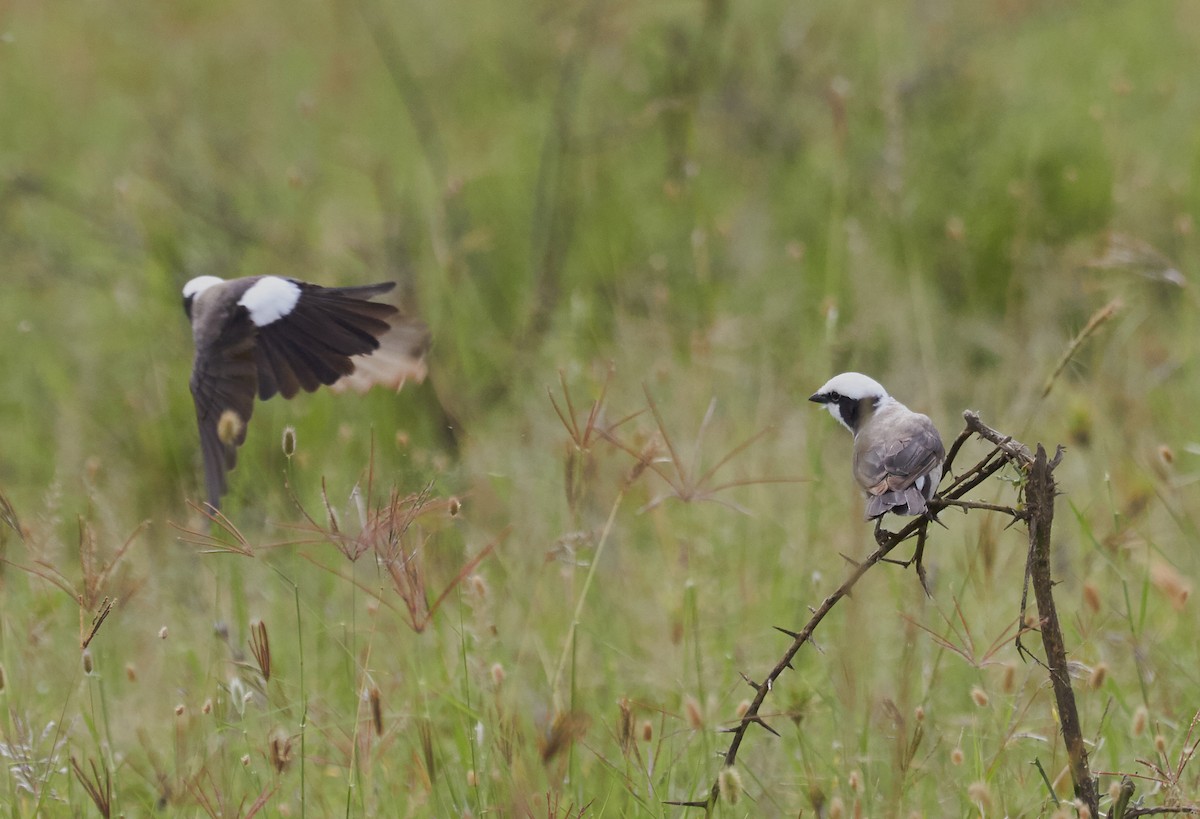 White-rumped Shrike - ML42570221