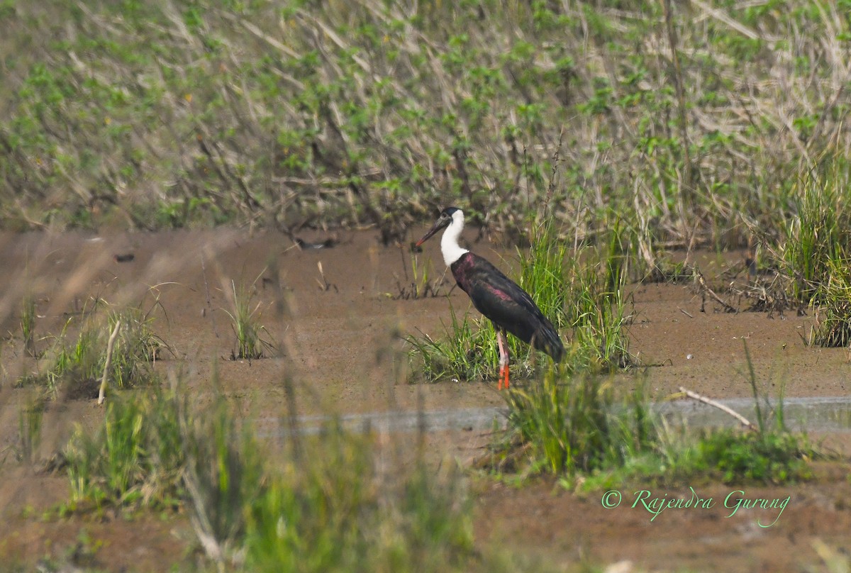 Asian Woolly-necked Stork - ML425702821