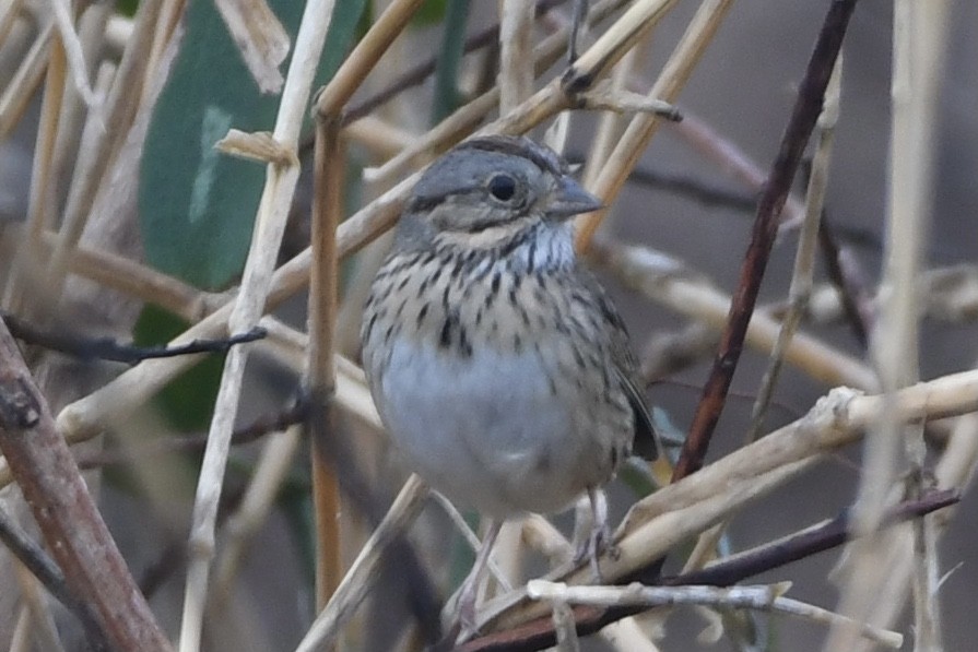 Lincoln's Sparrow - ML425703251