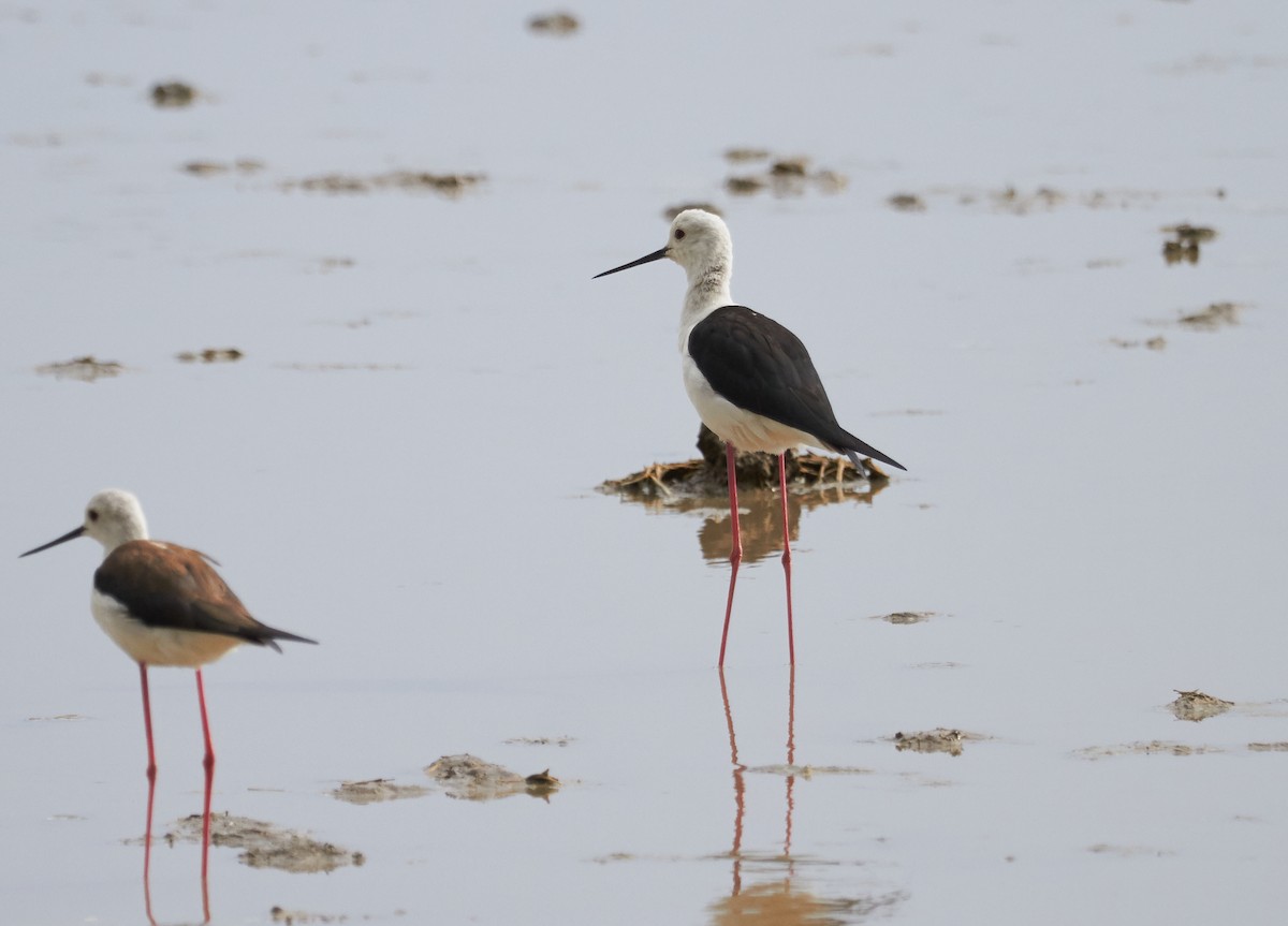 Black-winged Stilt - ML42570361