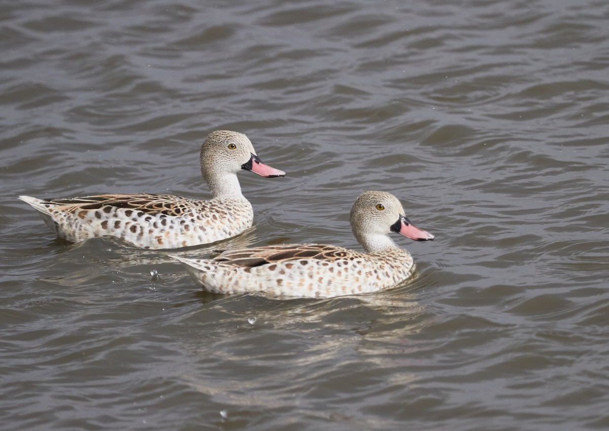 Cape Teal - ML42570461