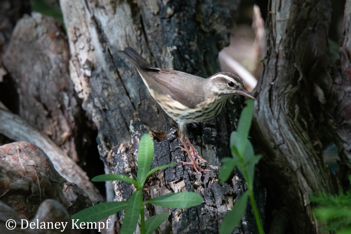 Louisiana Waterthrush - ML425705091