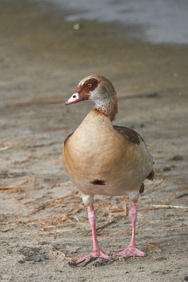 Egyptian Goose - ML42570511