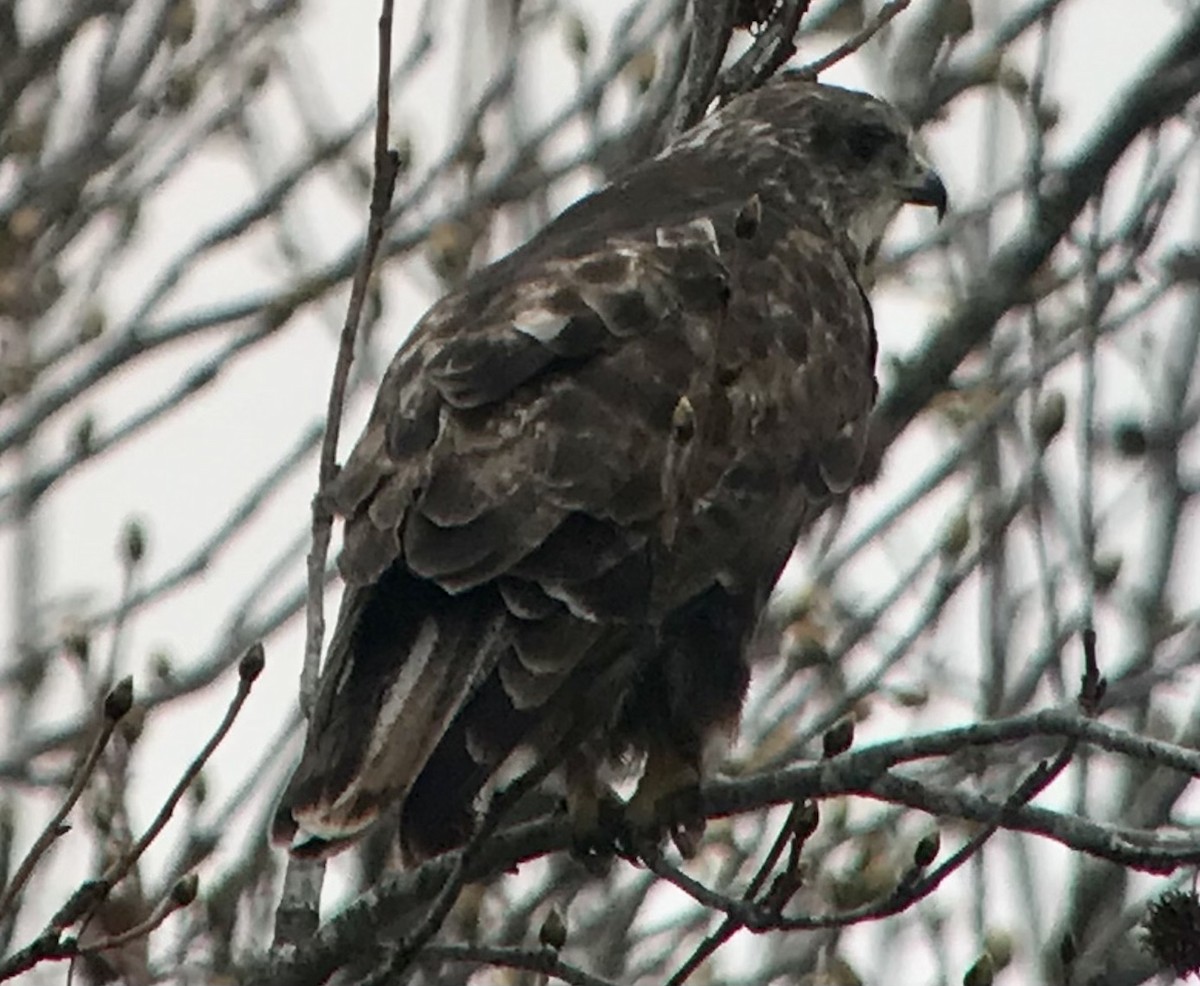 Red-tailed Hawk (Harlan's) - Mark Greene