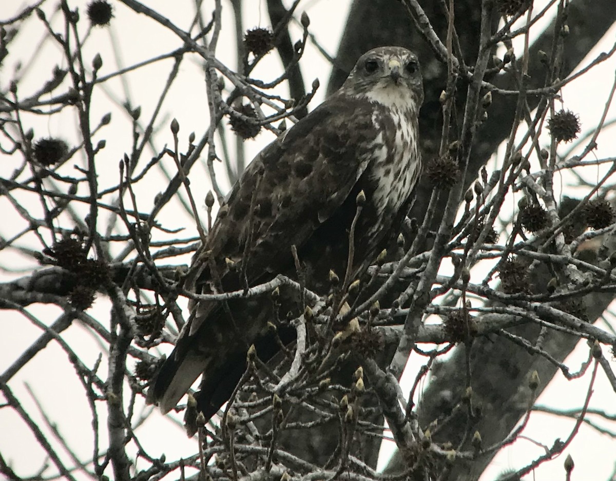 Red-tailed Hawk (Harlan's) - Mark Greene