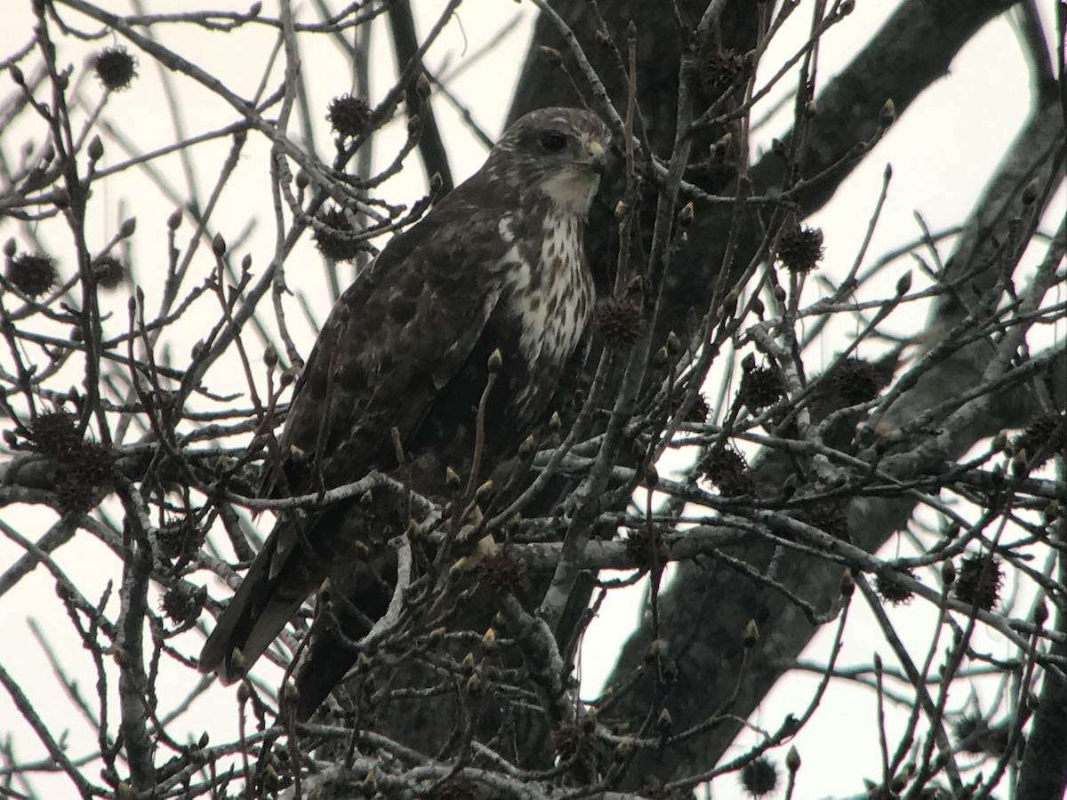 Red-tailed Hawk (Harlan's) - Mark Greene