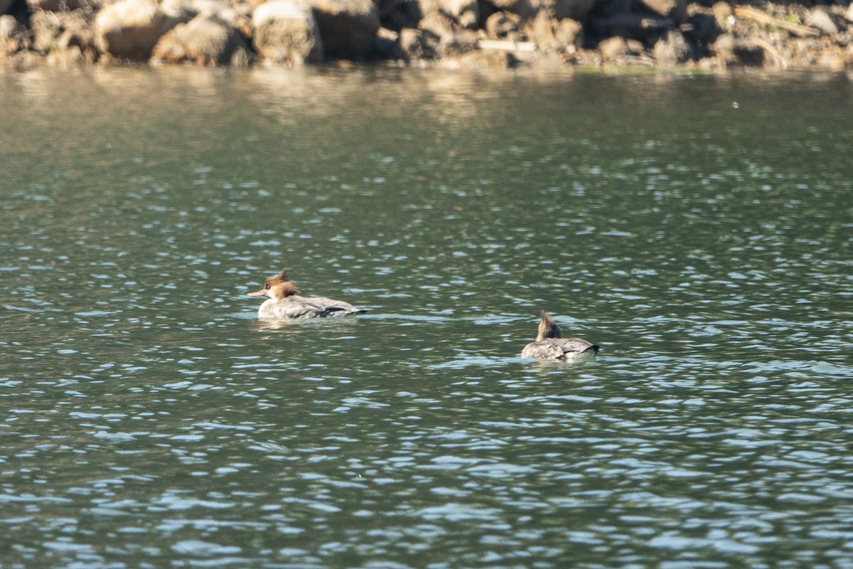 Red-breasted Merganser - ML425706411