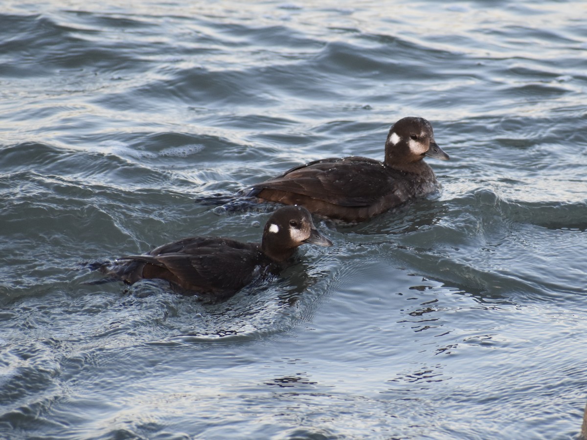 Harlequin Duck - ML425708441