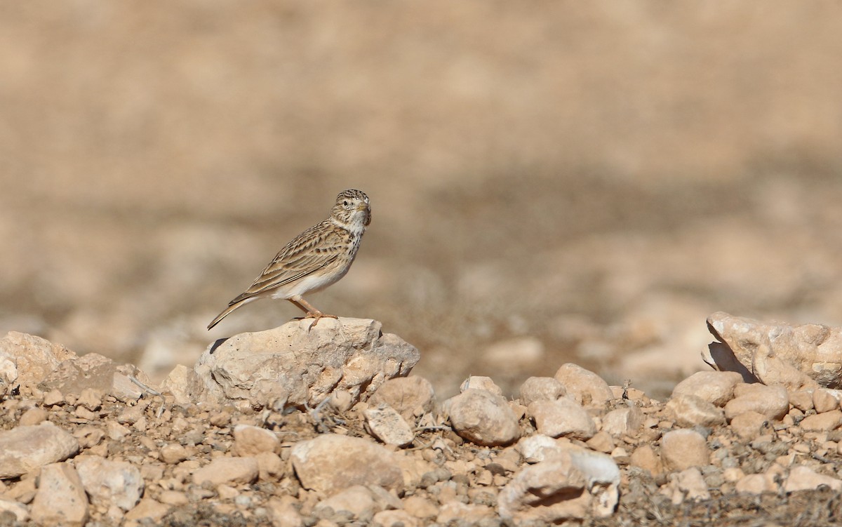 Mediterranean Short-toed Lark - ML425708841