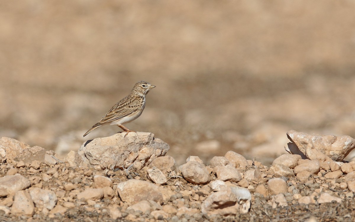 Mediterranean Short-toed Lark - ML425708851