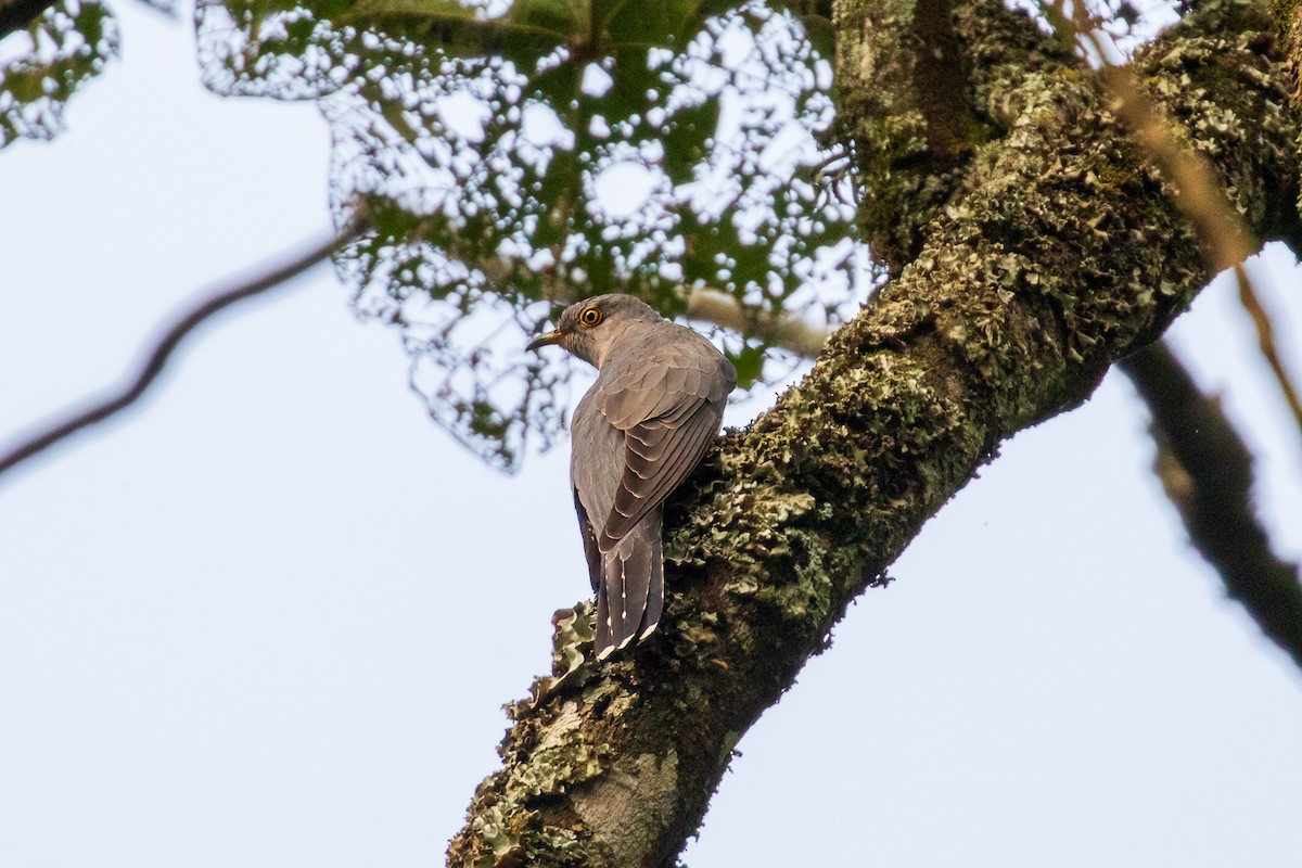 African Cuckoo - ML425711231