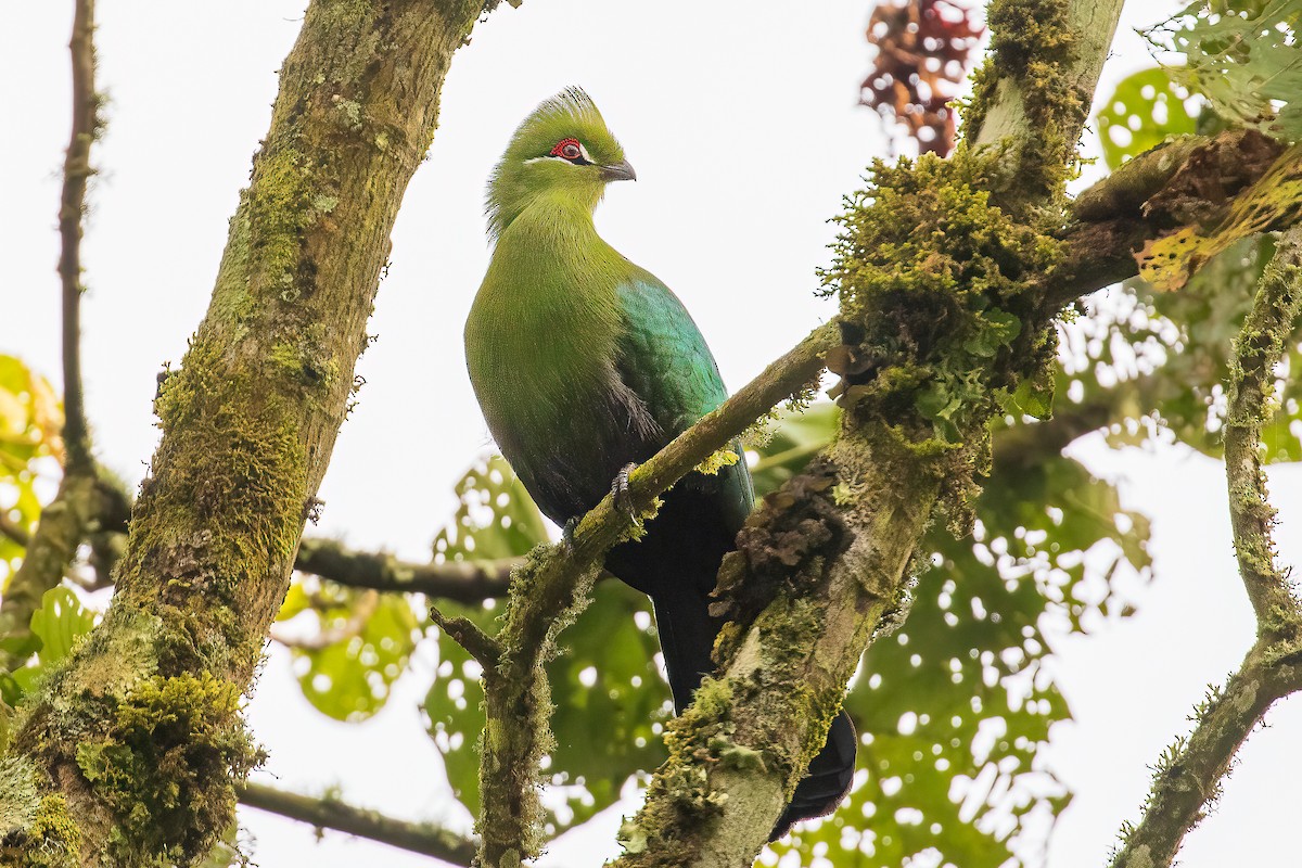 Black-billed Turaco - ML425711241