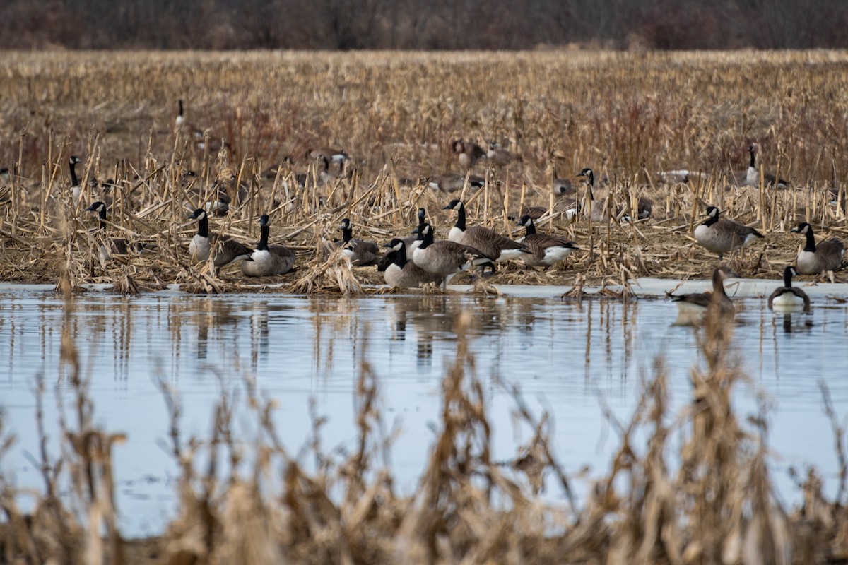 Канад галуу - ML425711361