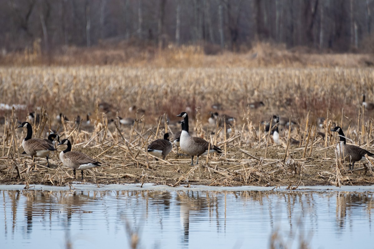 Канад галуу - ML425711391