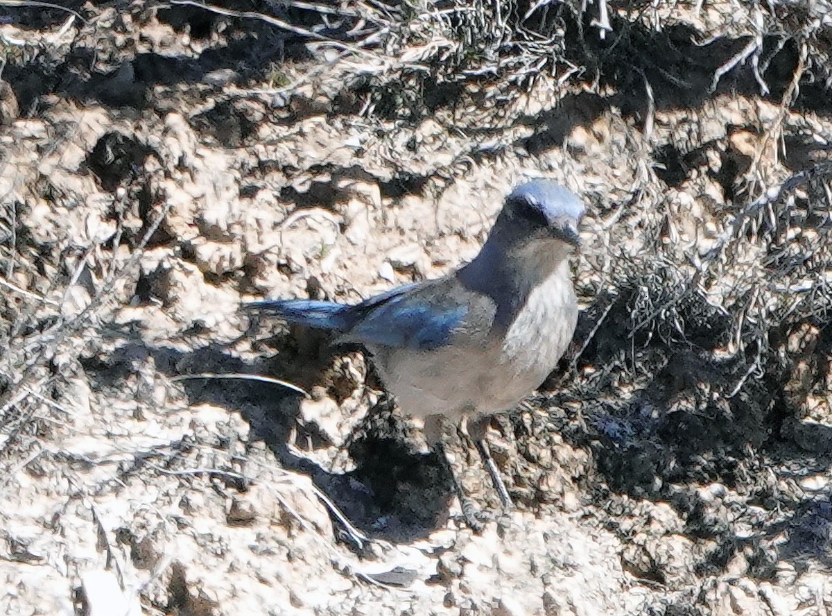 Woodhouse's Scrub-Jay - ML425711511