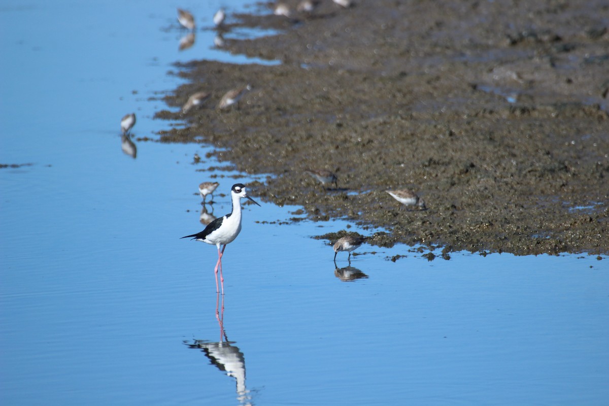 Black-necked Stilt - ML425712001