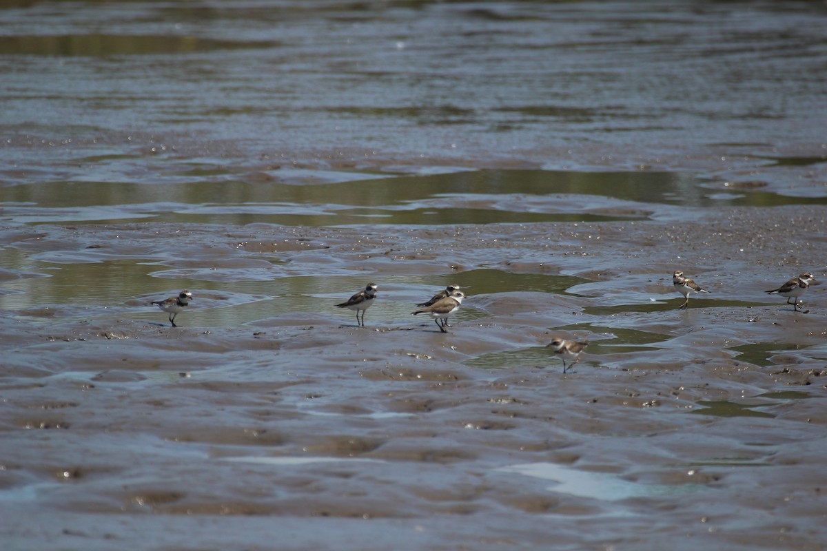 Semipalmated Plover - ML425712101