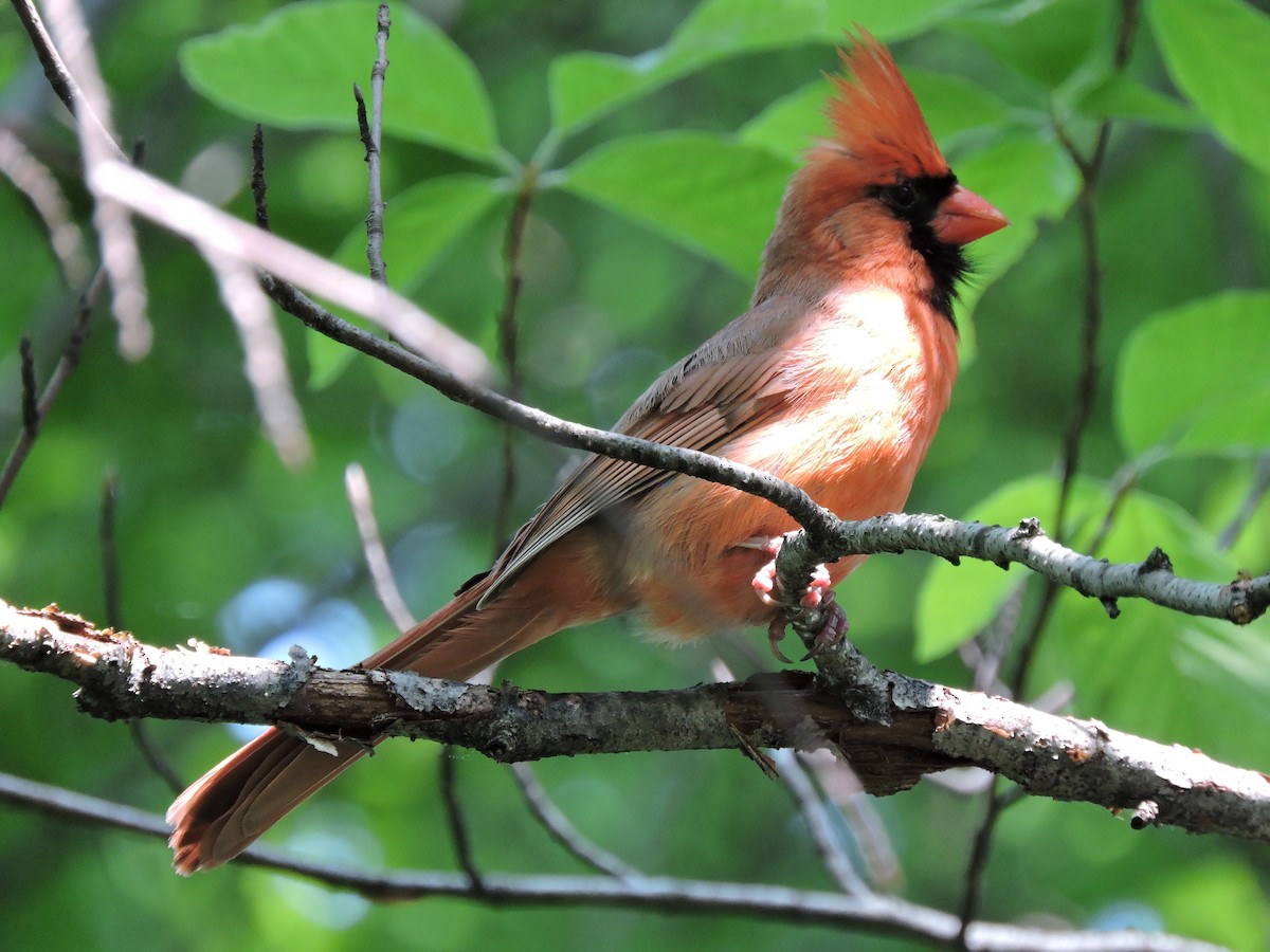 Northern Cardinal - ML425712111