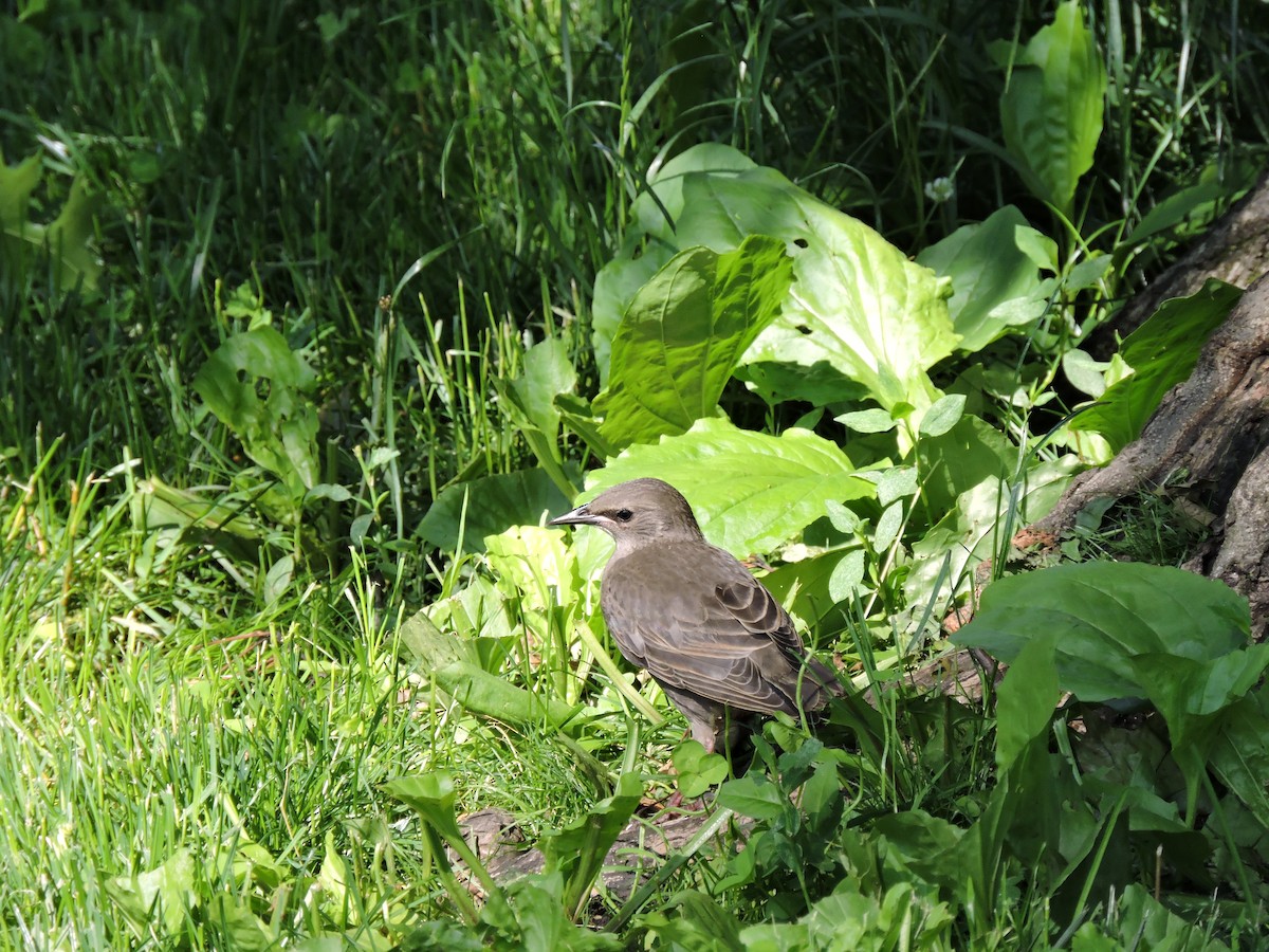 European Starling - ML425712231