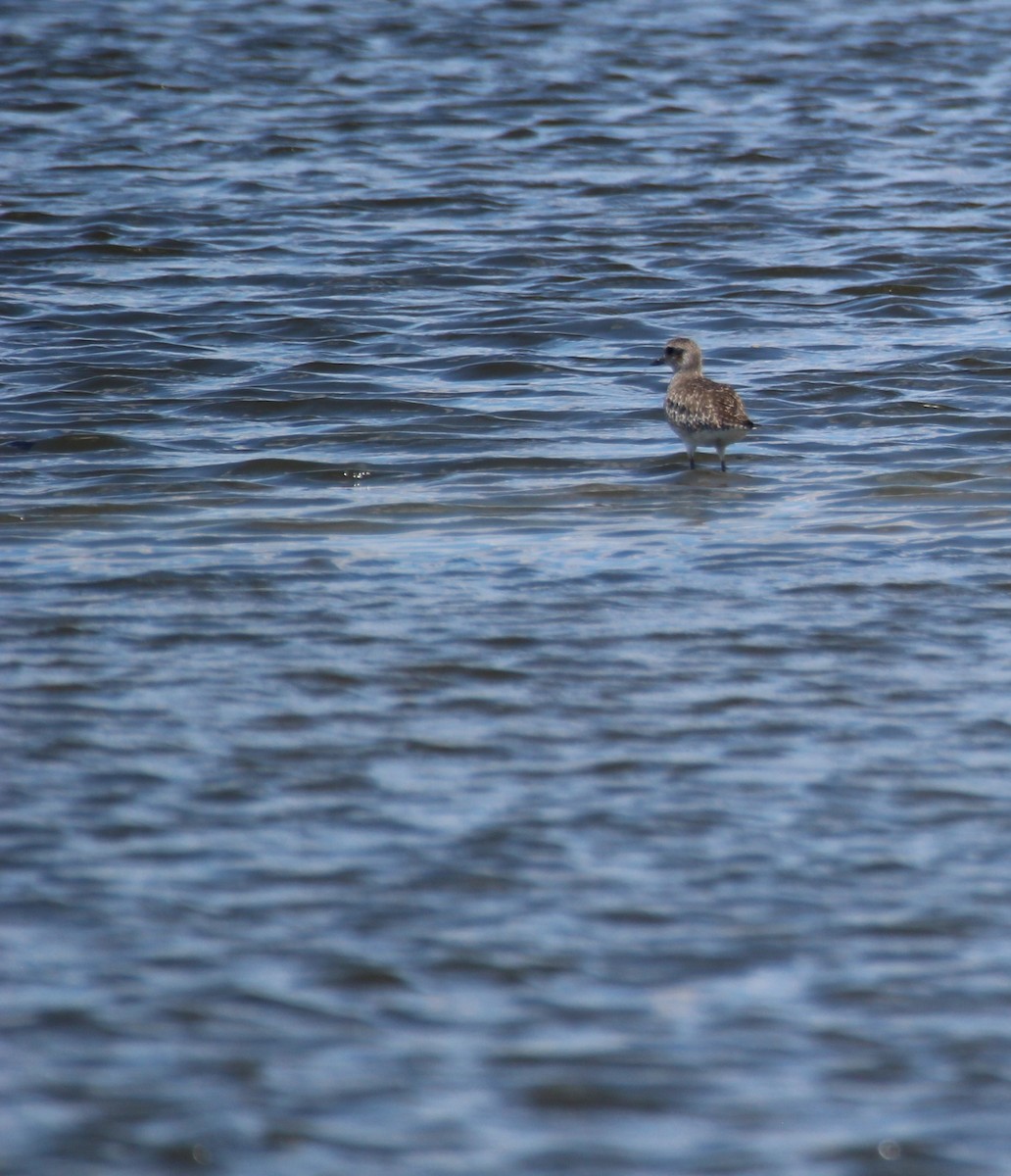 Black-bellied Plover - ML425712291