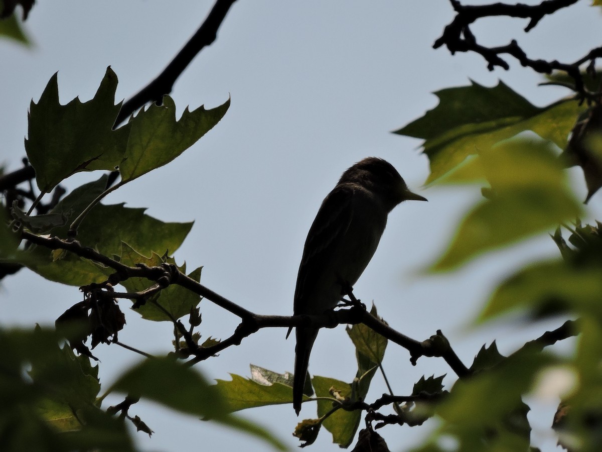 Eastern Wood-Pewee - ML425712491