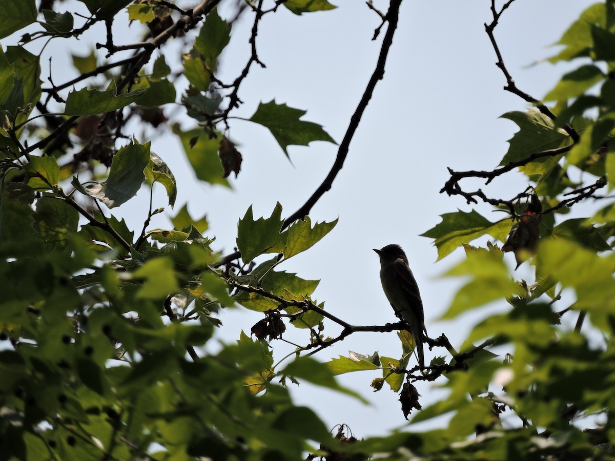 Eastern Wood-Pewee - ML425712501