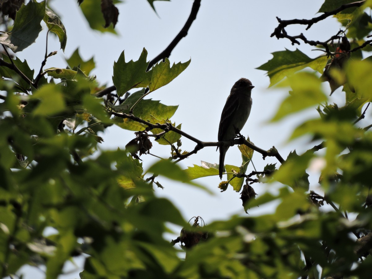 Eastern Wood-Pewee - Juan antonio Perez Sanchez