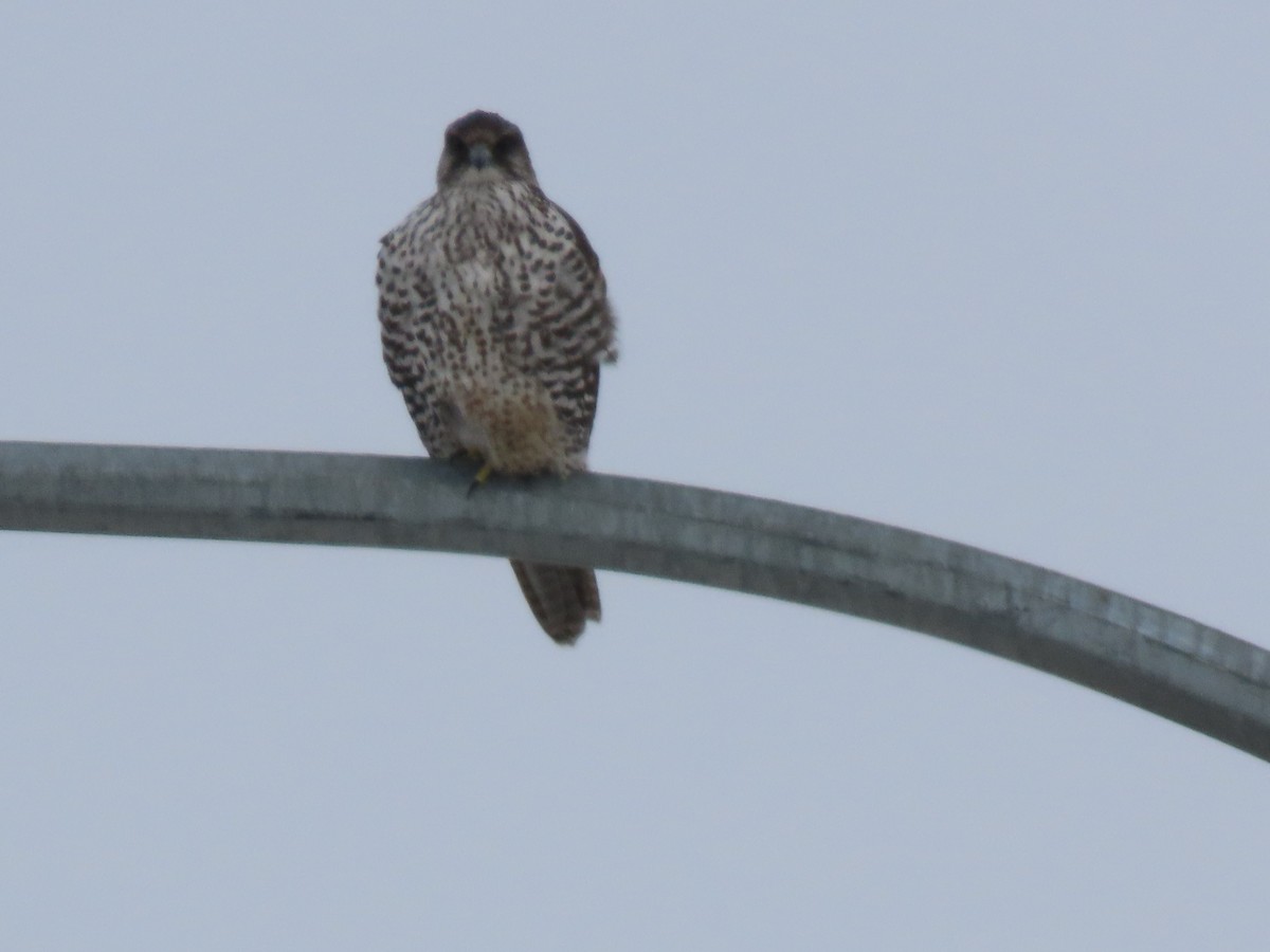 Gyrfalcon - ML425712521