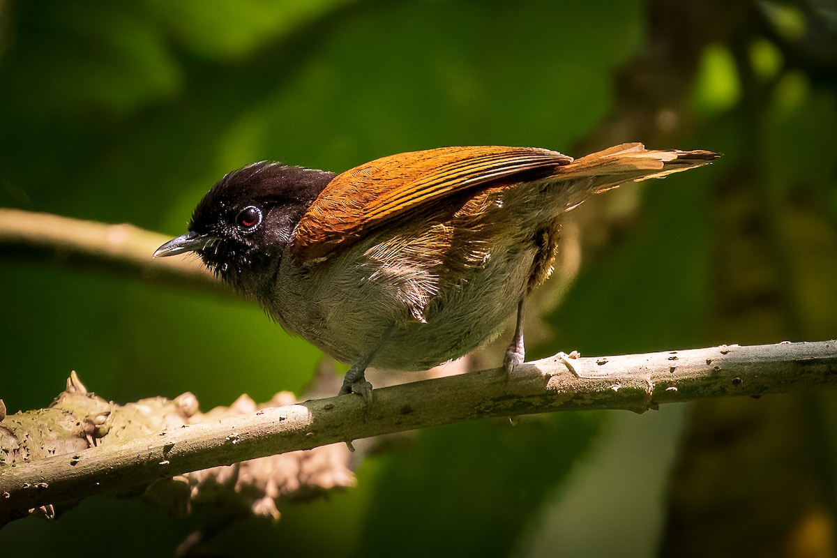 Rwenzori Hill Babbler - ML425712571