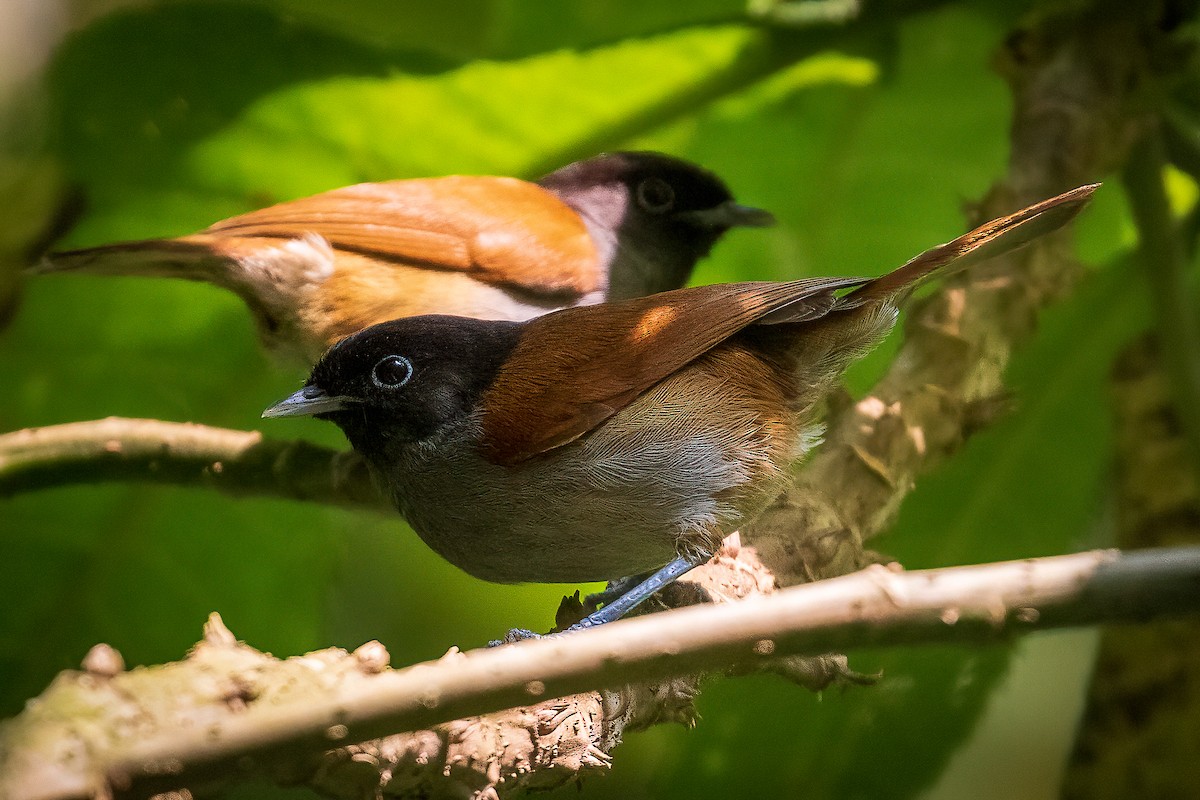 Rwenzori Hill Babbler - ML425712591