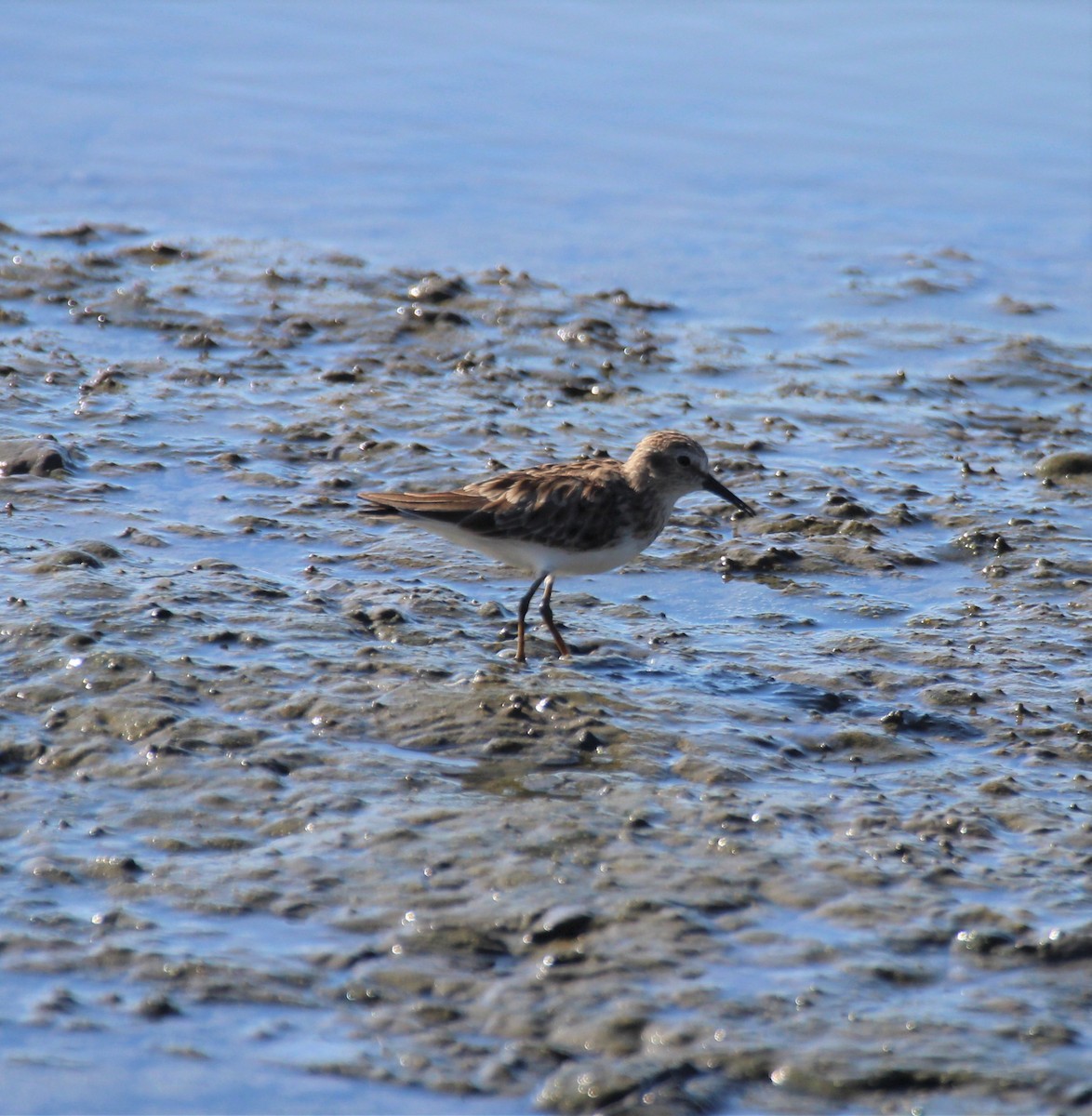 pygmésnipe - ML425712711