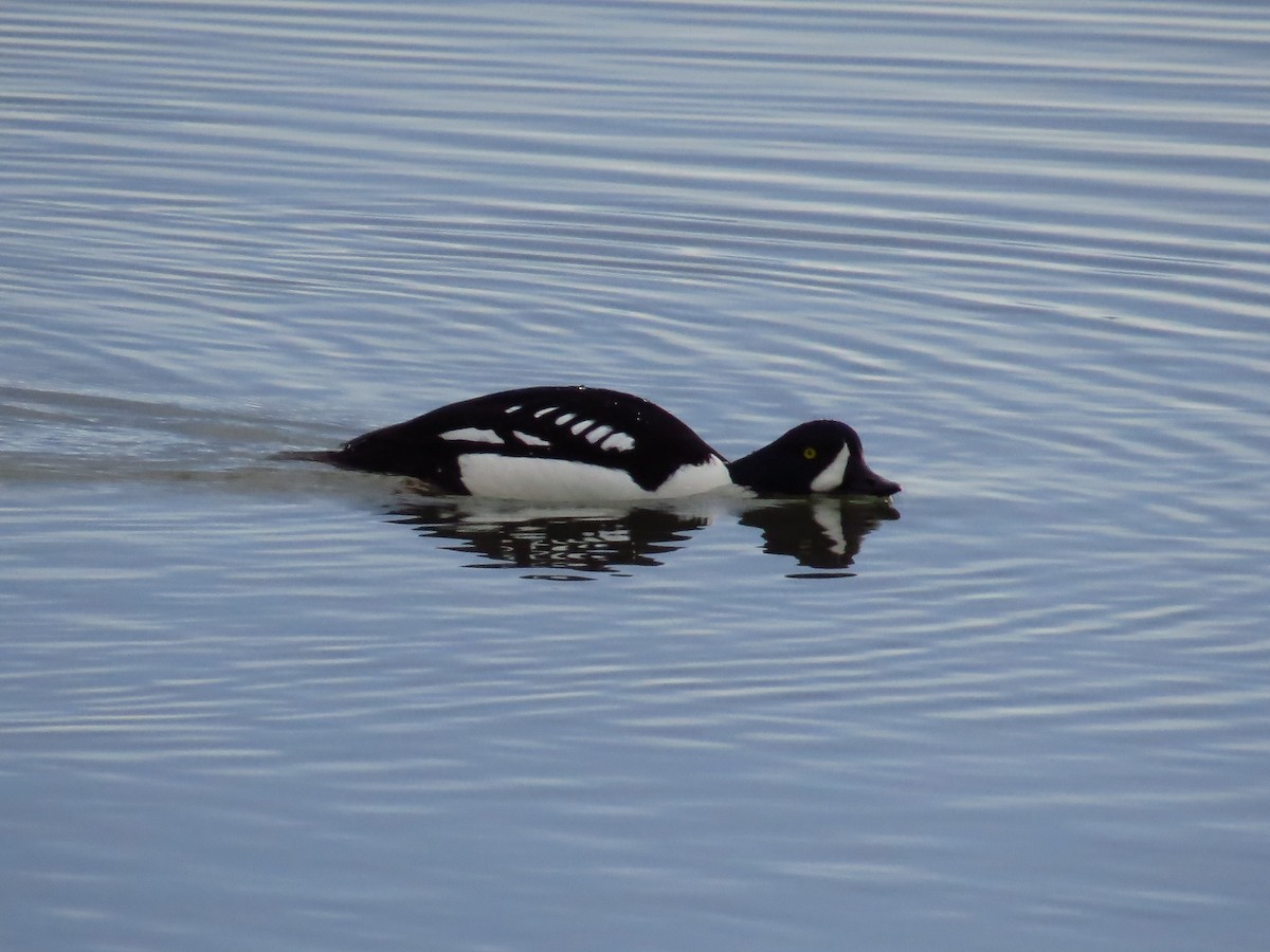 Barrow's Goldeneye - Boaz Crees