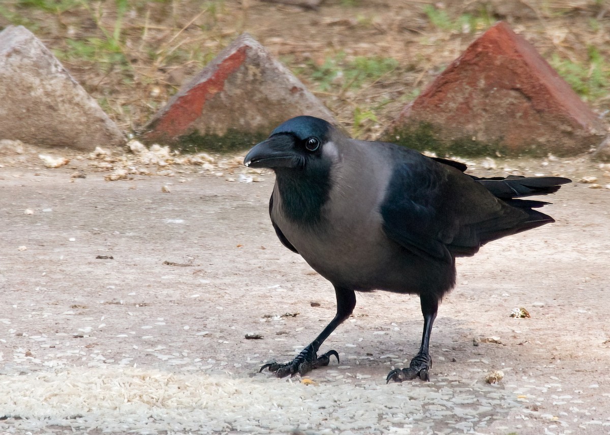House Crow - ML425713341